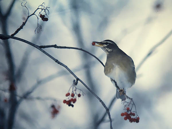 Harmaakurkkurastas, Eyebrowed Thrush, Turdus obscurus